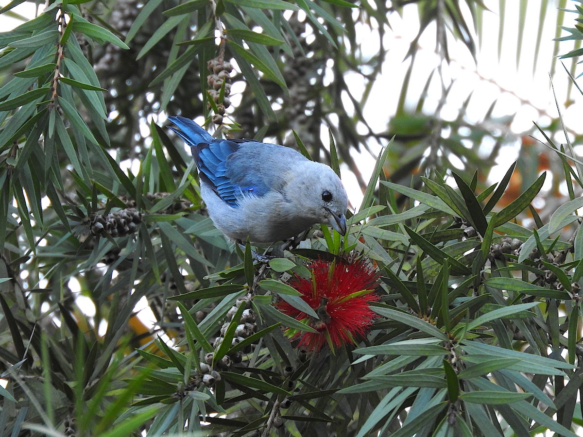 Blue-gray Tanager - ML644817241