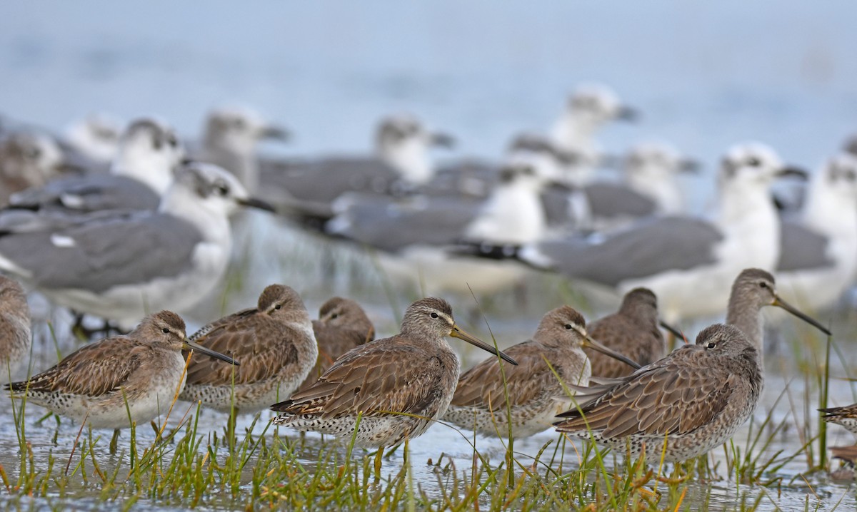 Limnodromo indeterminato - ML644817255
