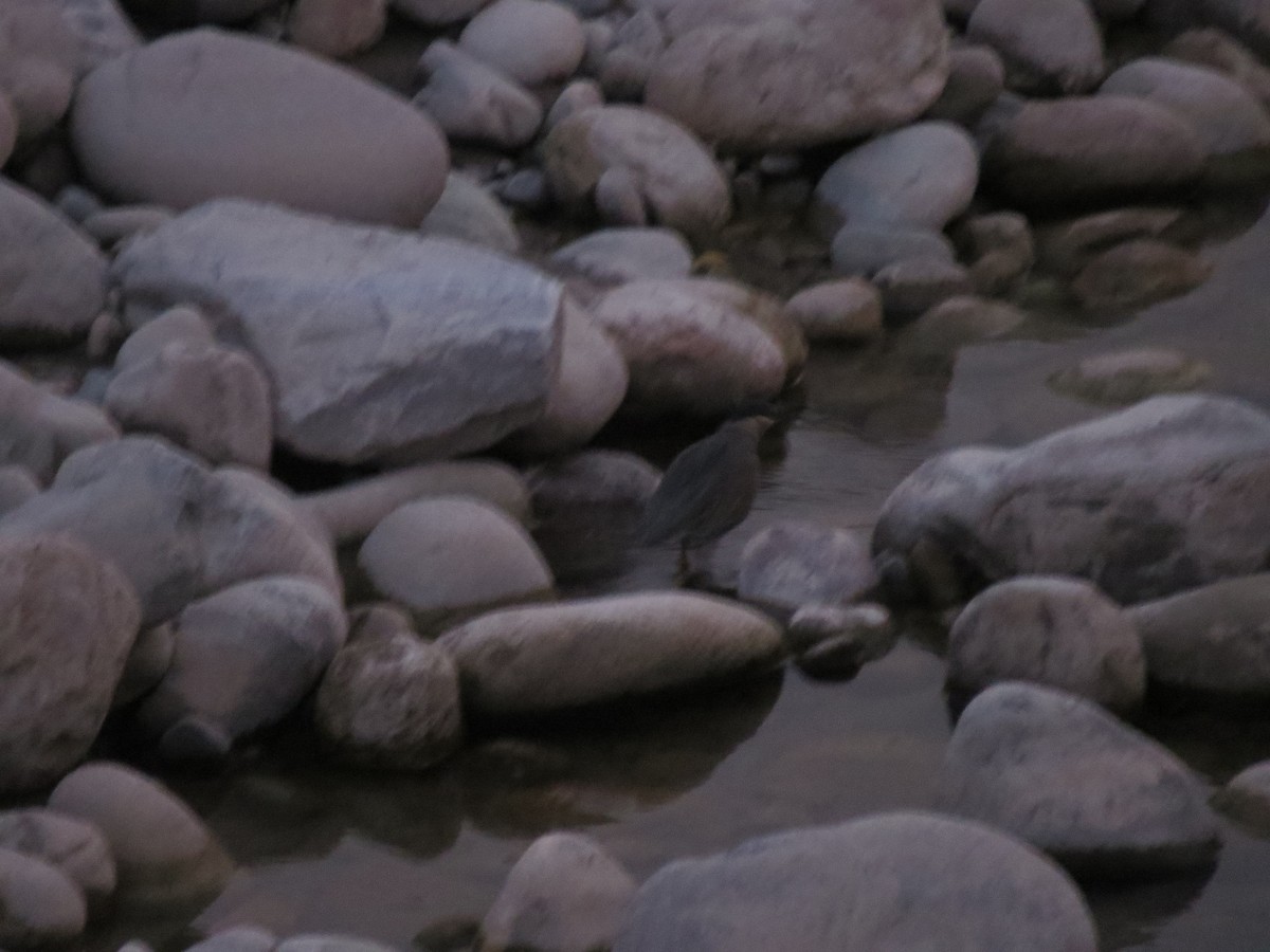 Little Heron - ML644817258