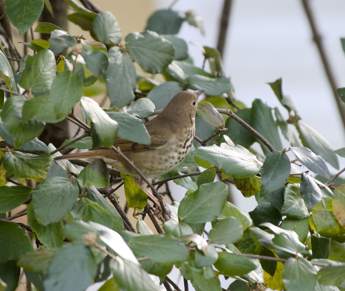 Hermit Thrush - ML644817260