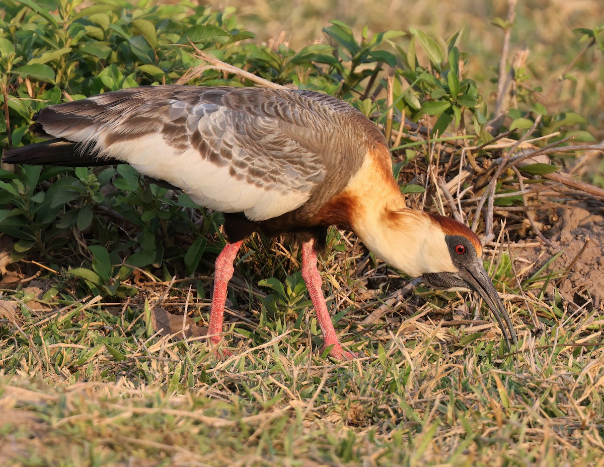 ibis bělokřídlý - ML644817264