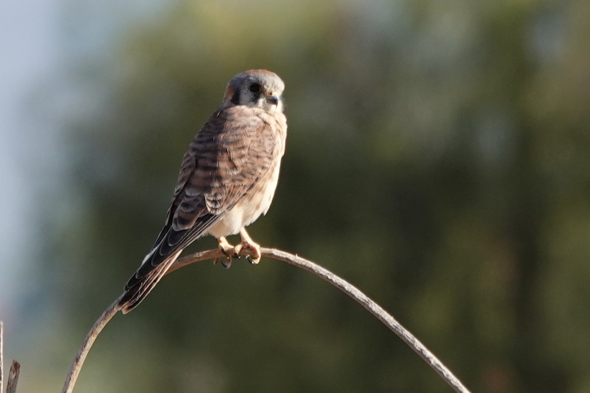 American Kestrel - ML644817267