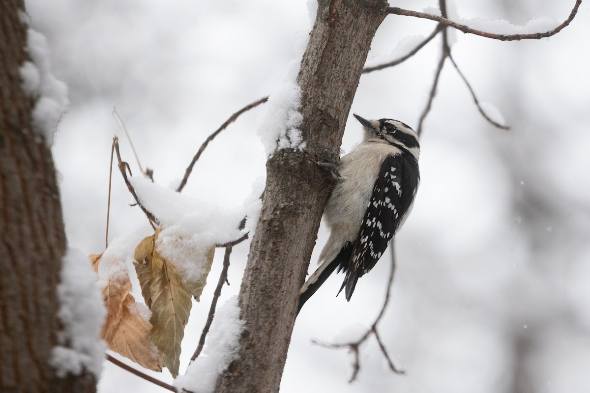 Downy Woodpecker - ML644817268