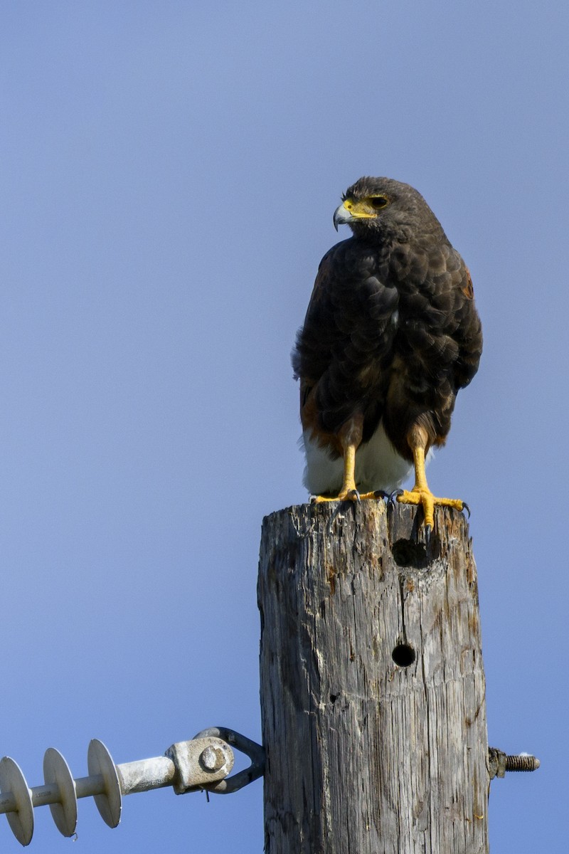 Harris's Hawk - ML644817269
