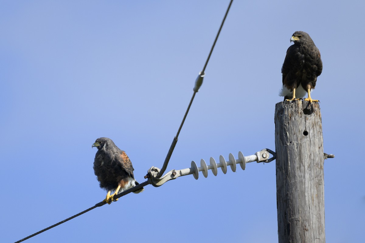 Harris's Hawk - ML644817270