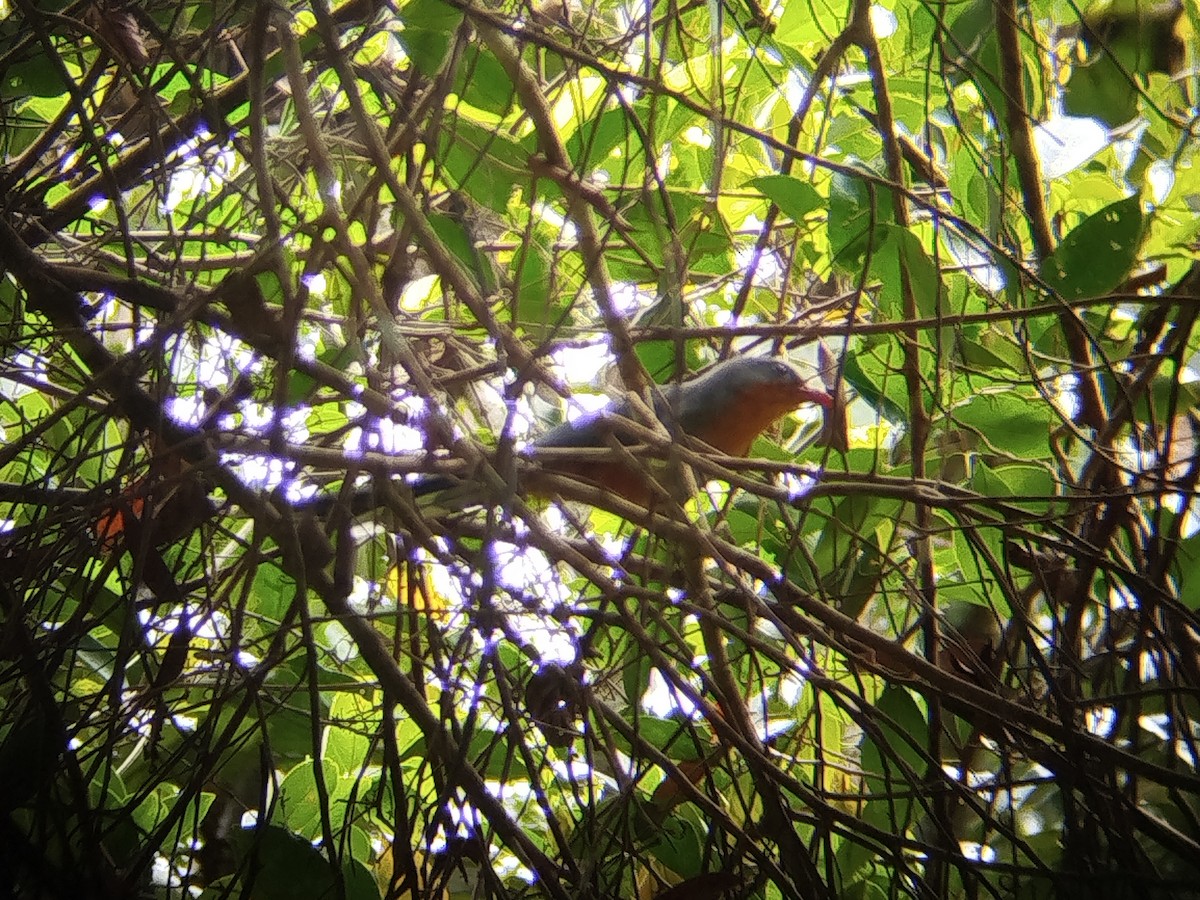 Red-billed Malkoha - ML644817271