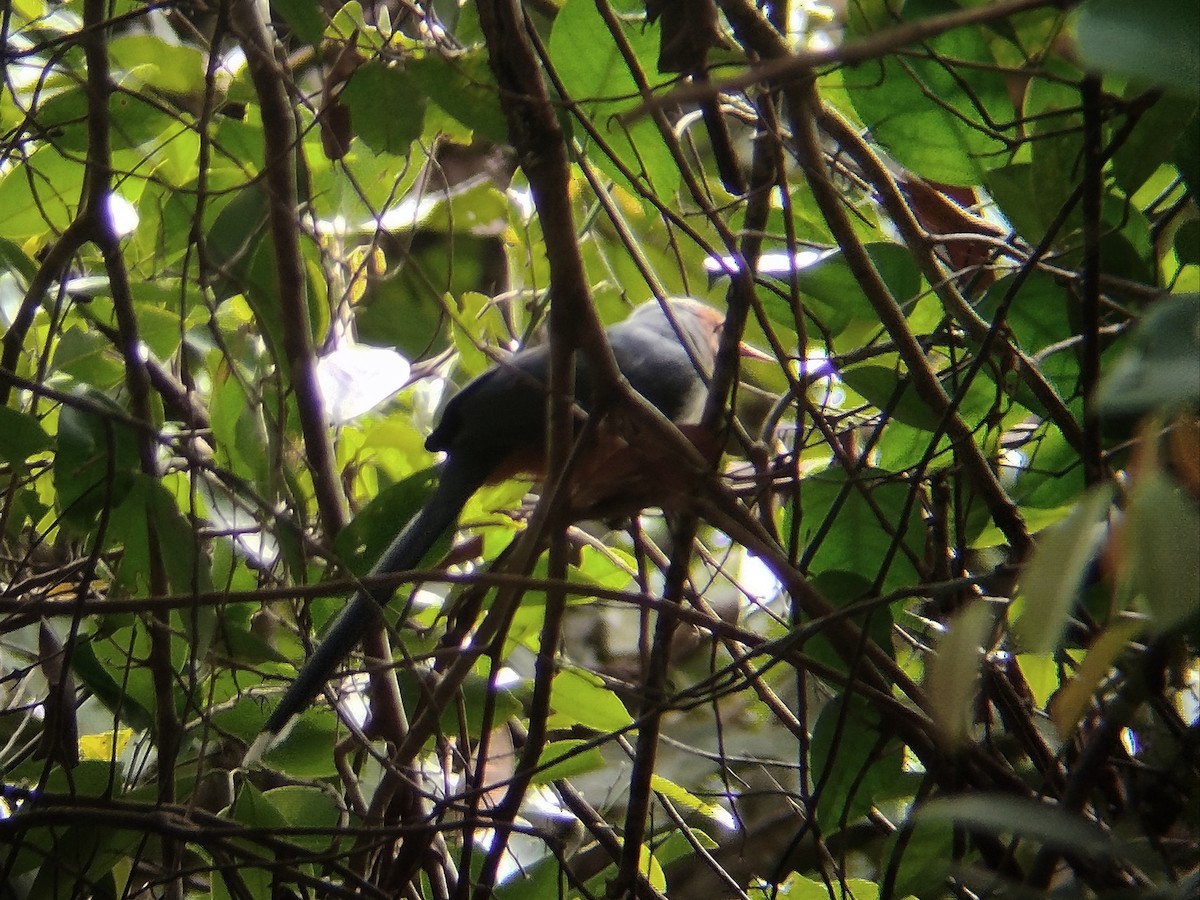 Red-billed Malkoha - ML644817272