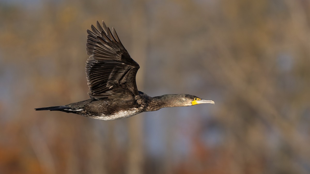 kormorán velký - ML644817273