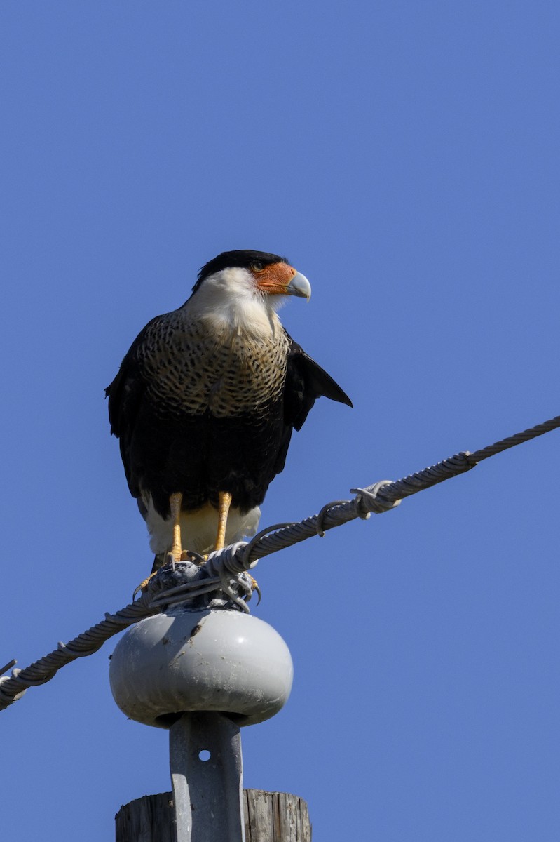 Crested Caracara - ML644817280