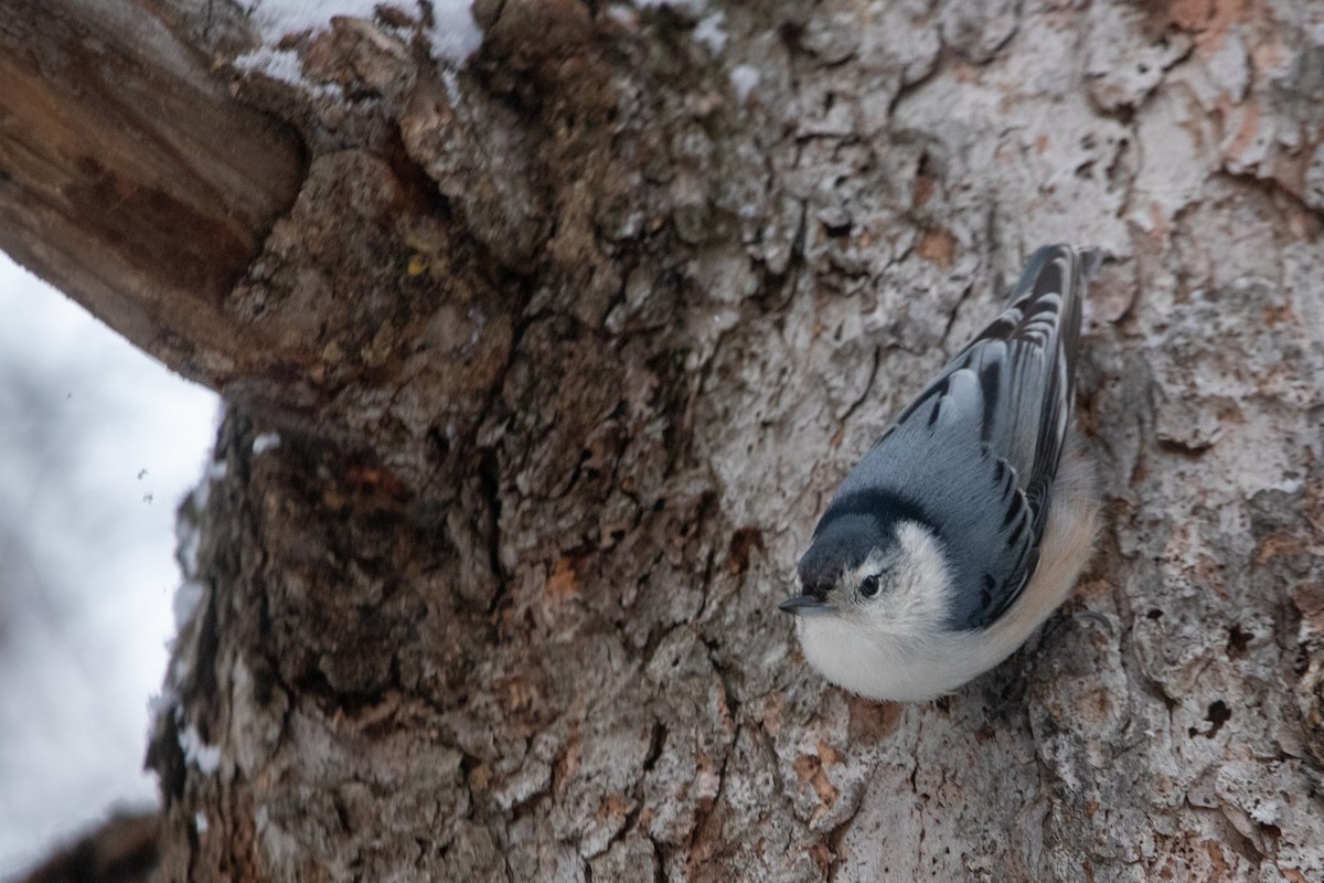 White-breasted Nuthatch - ML644817281
