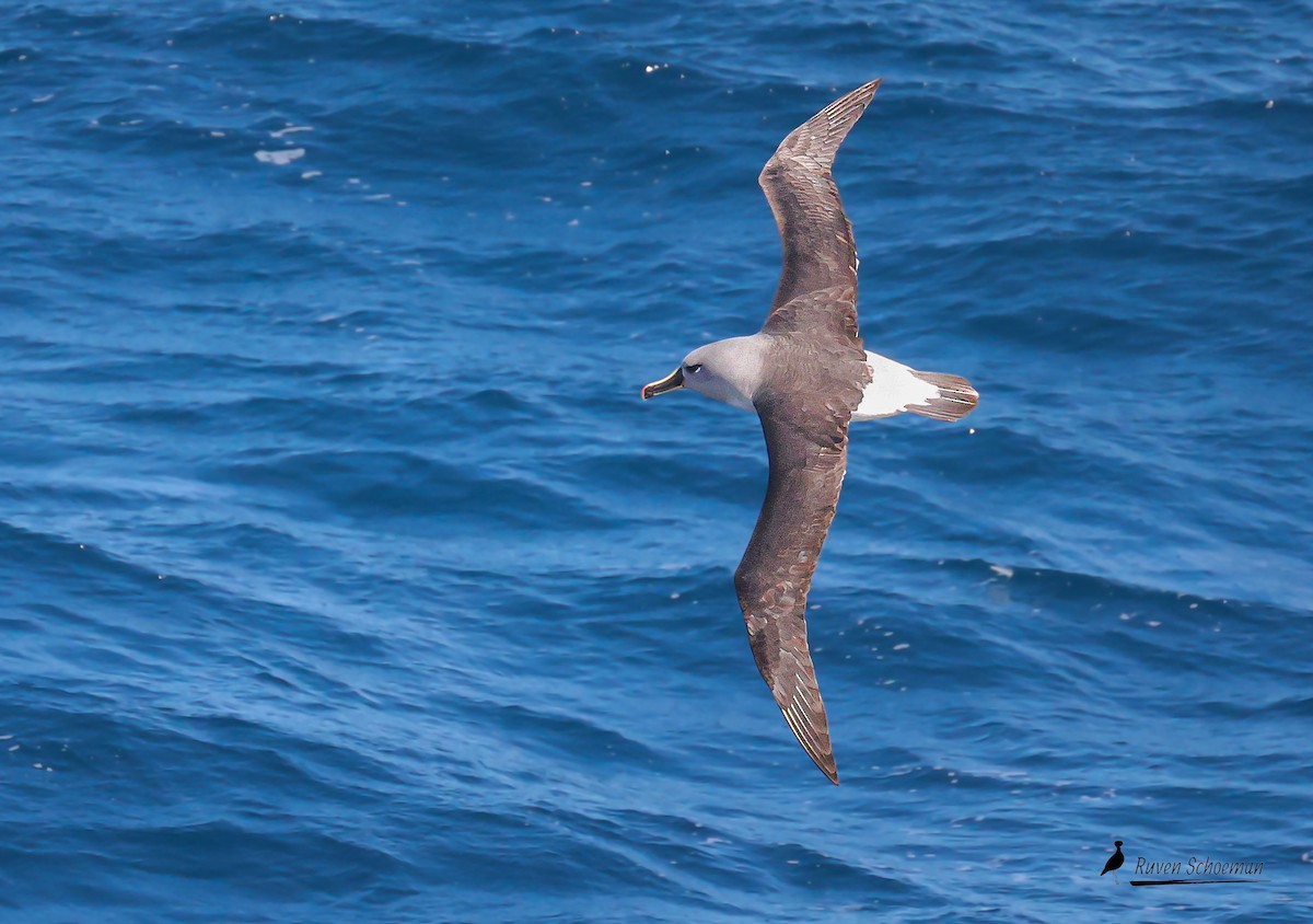 Boz Başlı Albatros - ML644817282