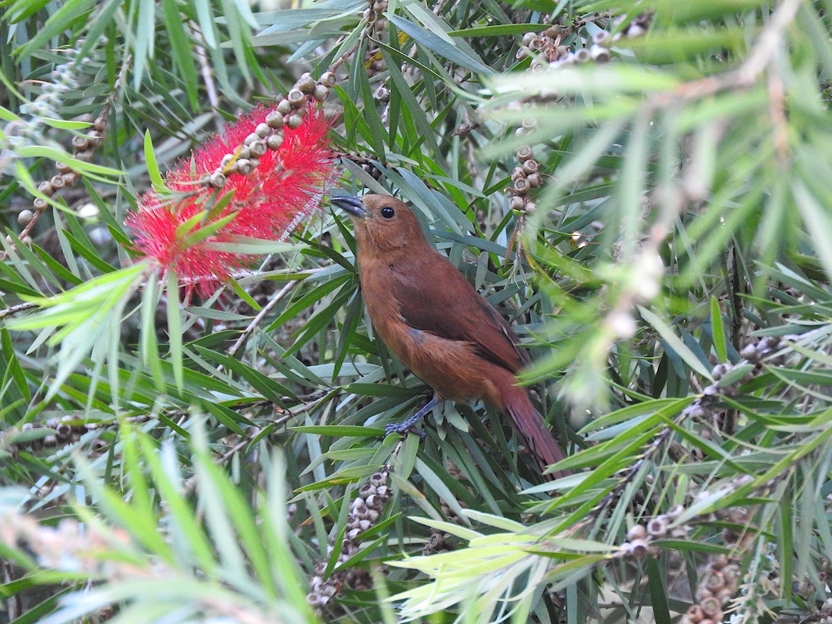 White-lined Tanager - ML644817292