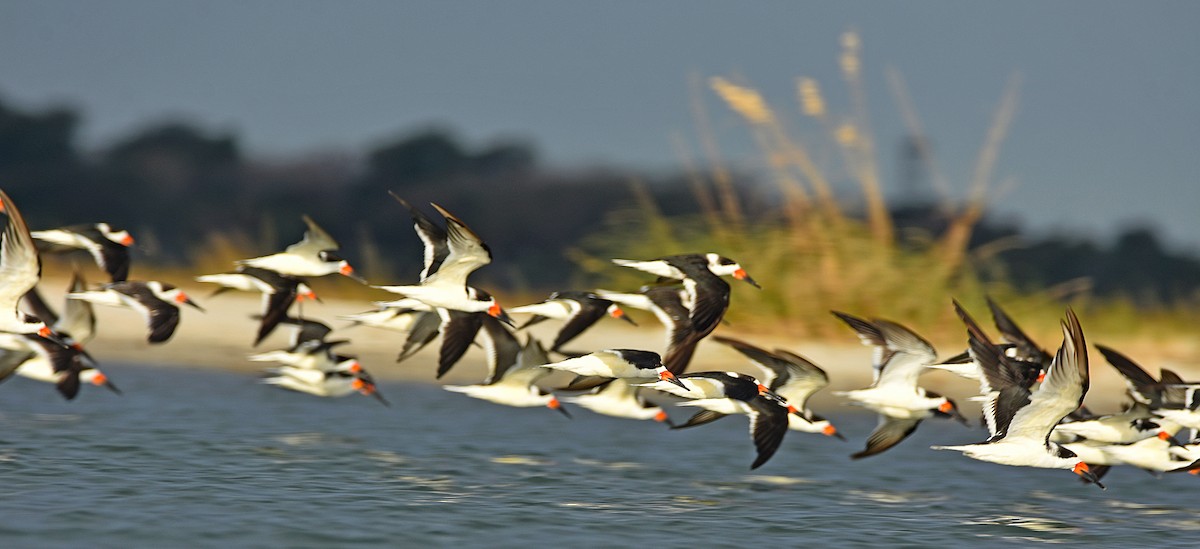 Black Skimmer - ML644817299