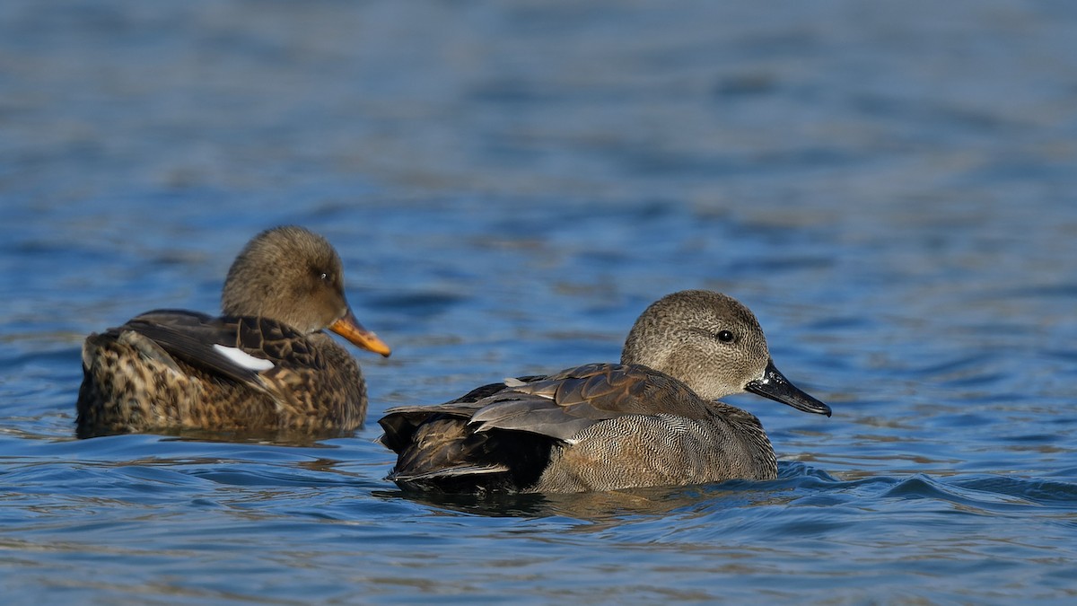 Серая утка - ML644817304