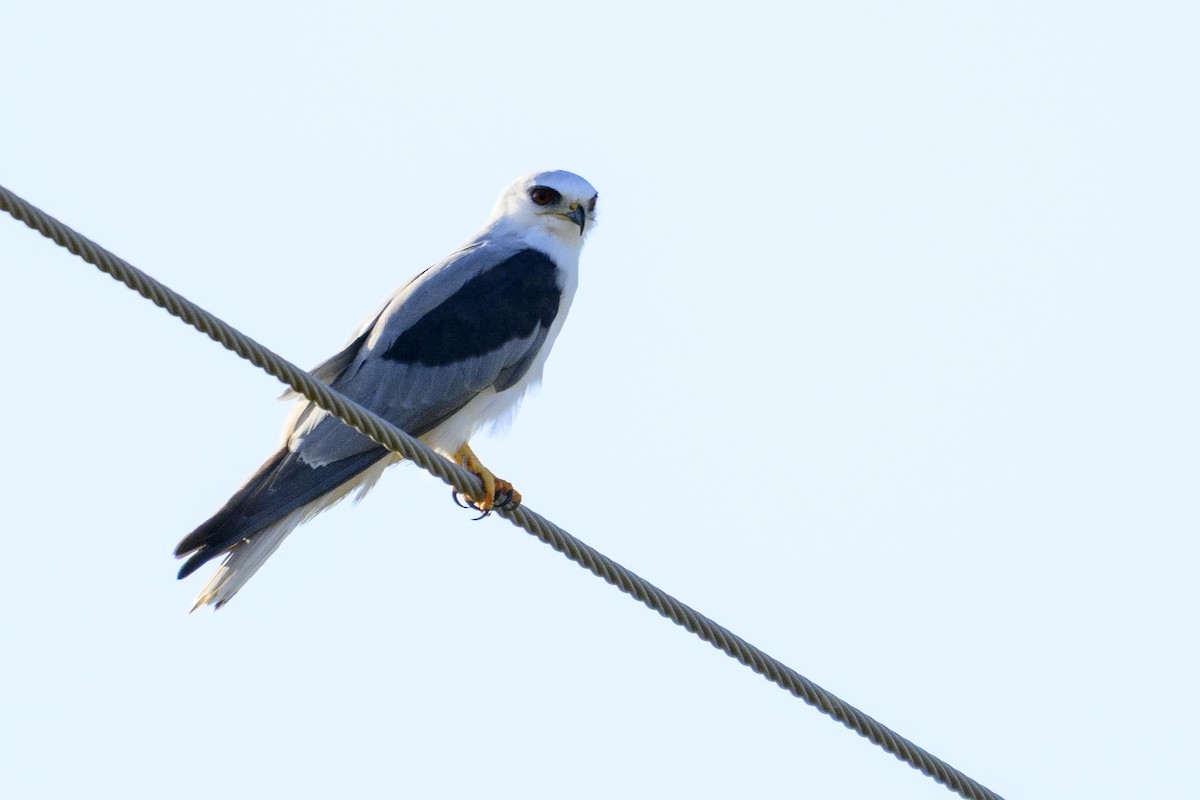 White-tailed Kite - ML644817306