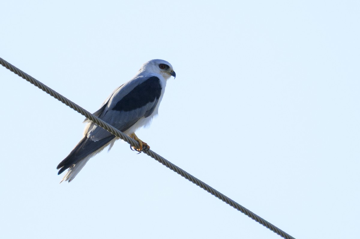 White-tailed Kite - ML644817307