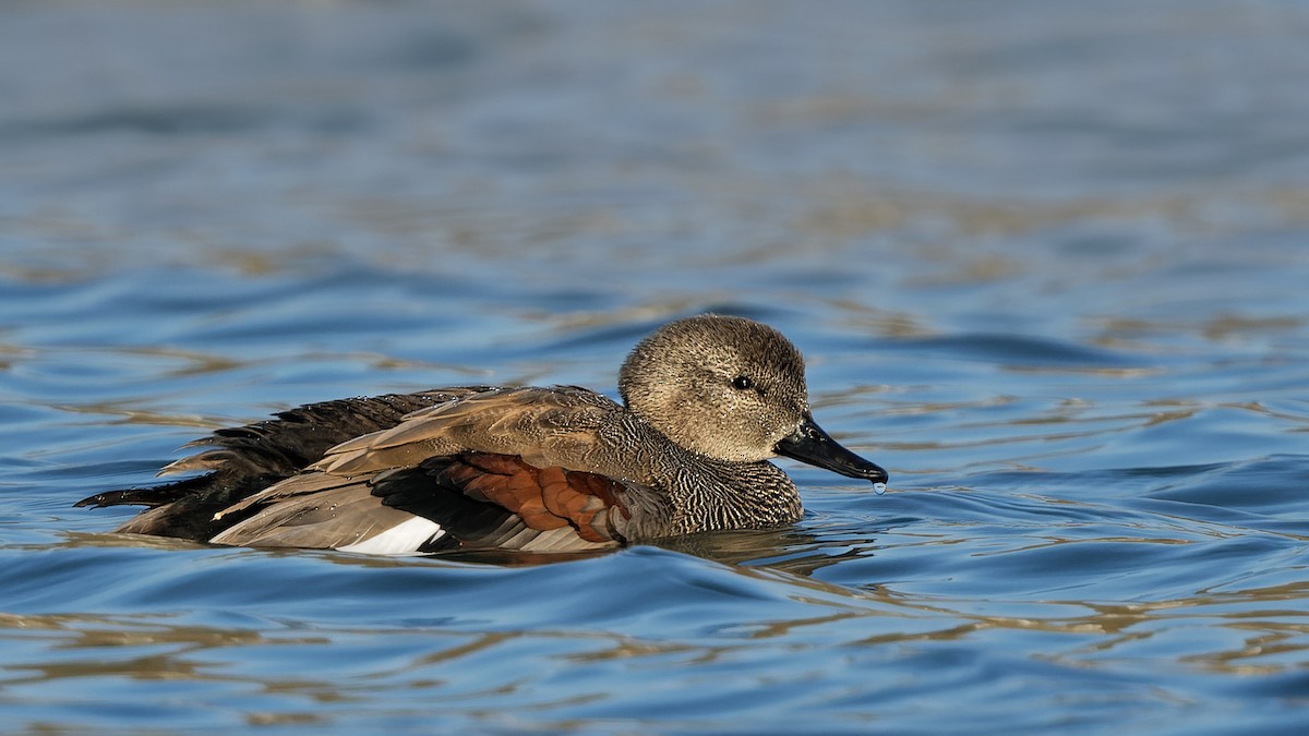 Серая утка - ML644817308