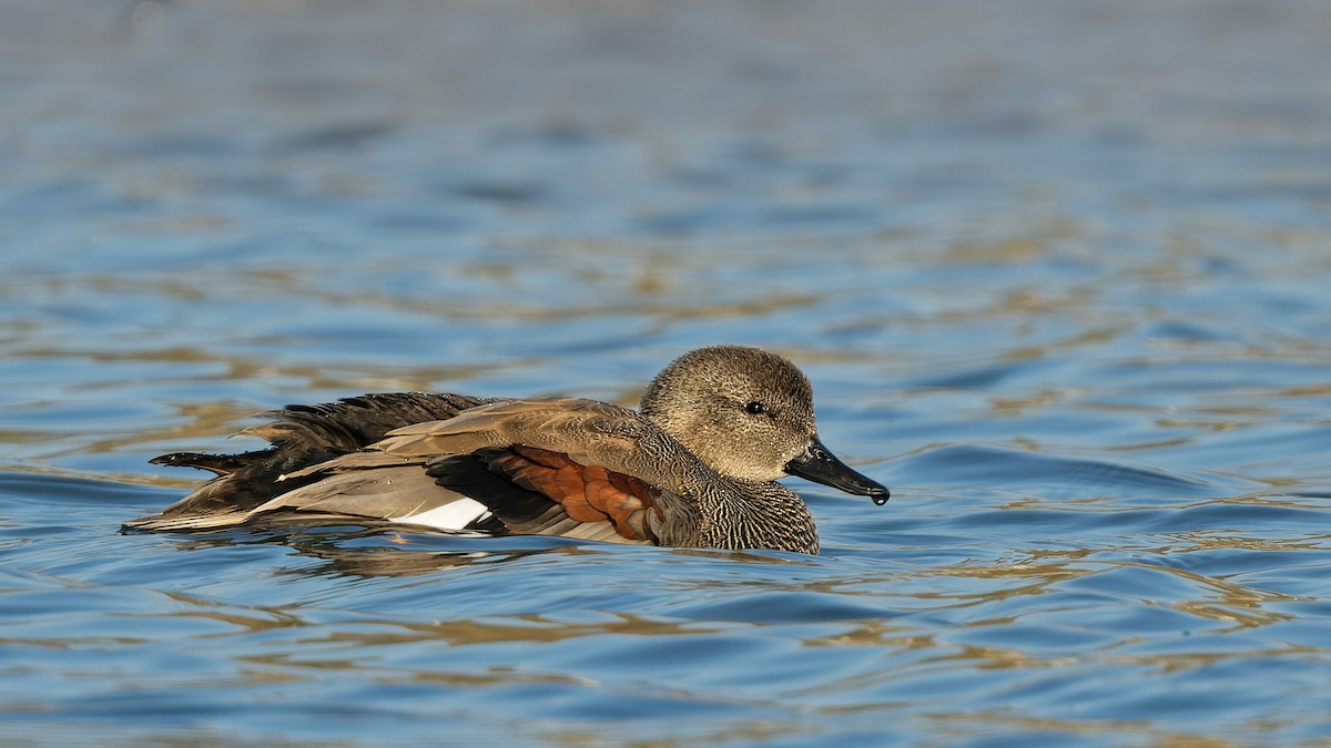 Серая утка - ML644817309