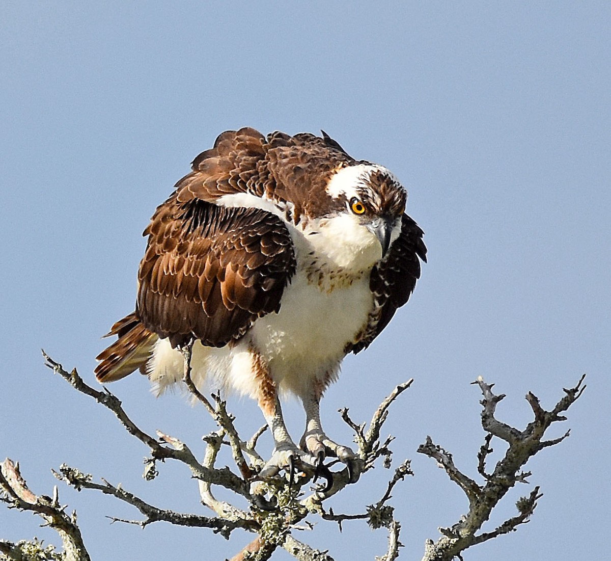 Falco pescatore - ML644817312