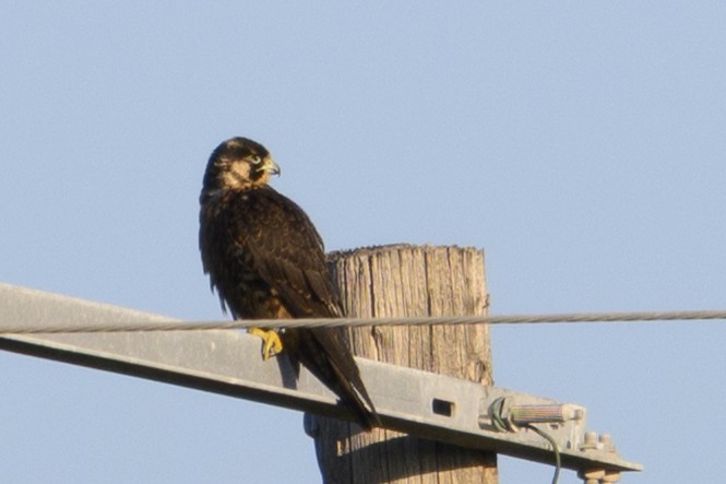 Peregrine Falcon - ML644817322