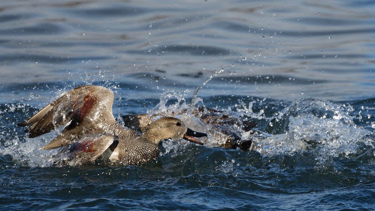 Серая утка - ML644817323