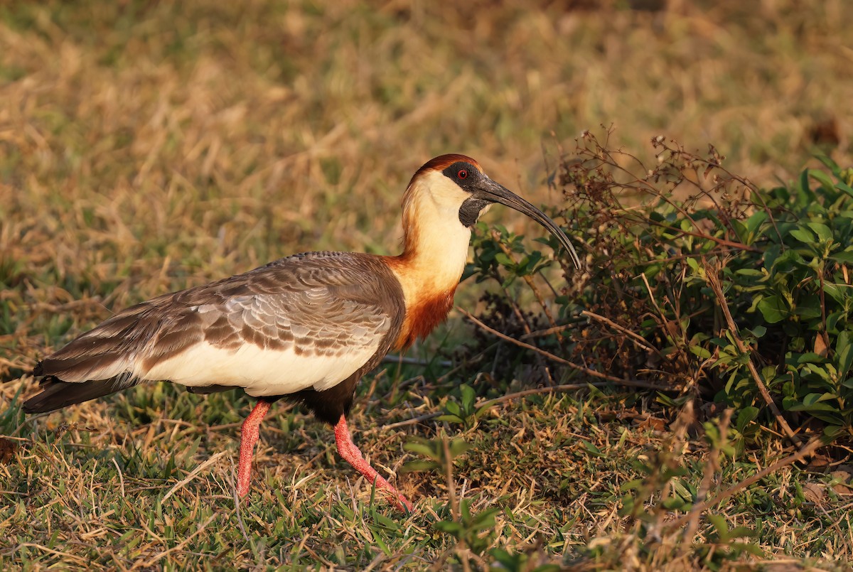 ibis bělokřídlý - ML644817324
