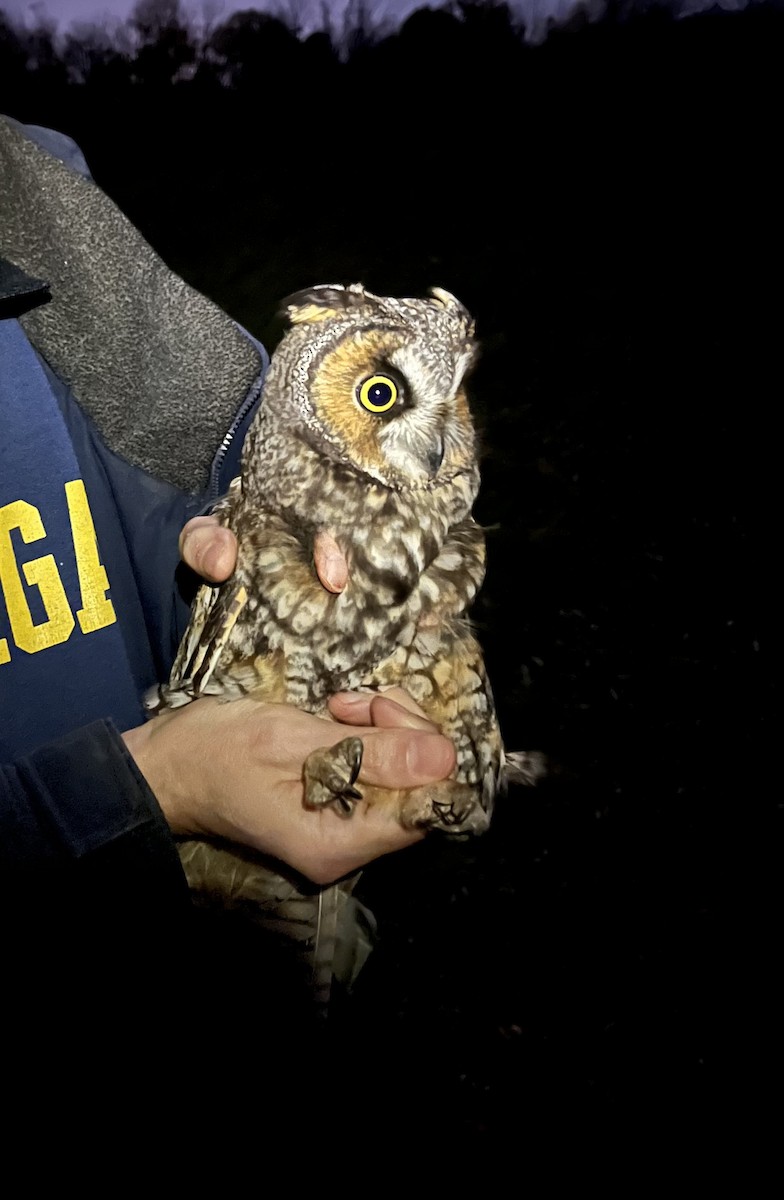 Long-eared Owl - ML644817332