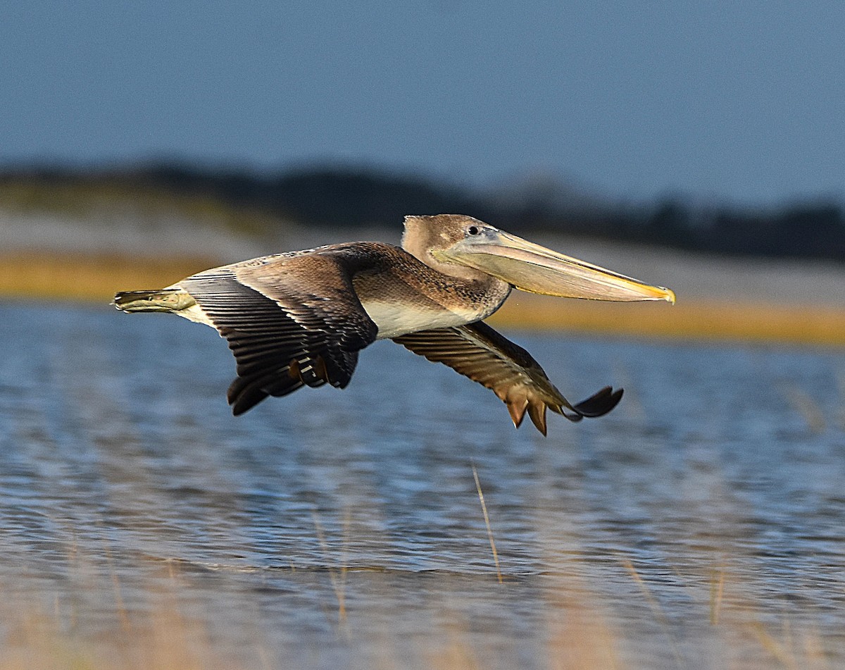 Brown Pelican - ML644817334