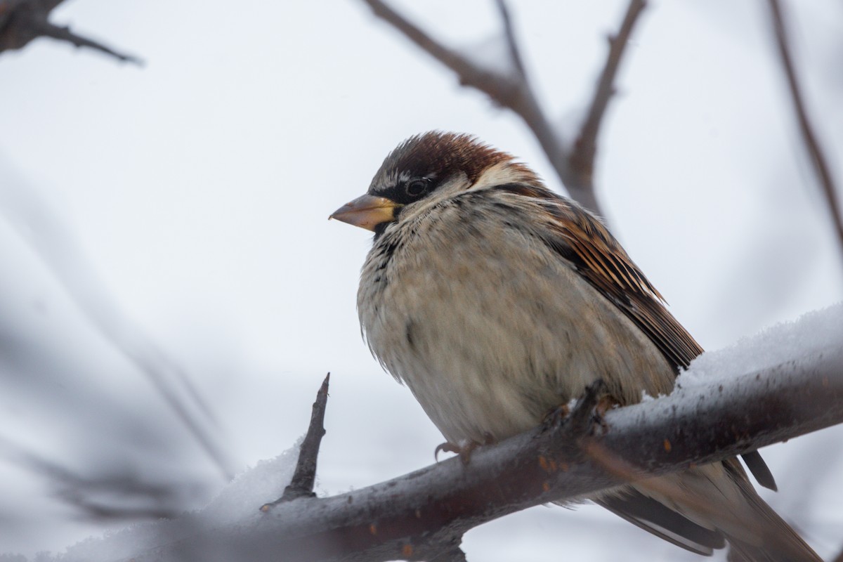 House Sparrow - ML644817335