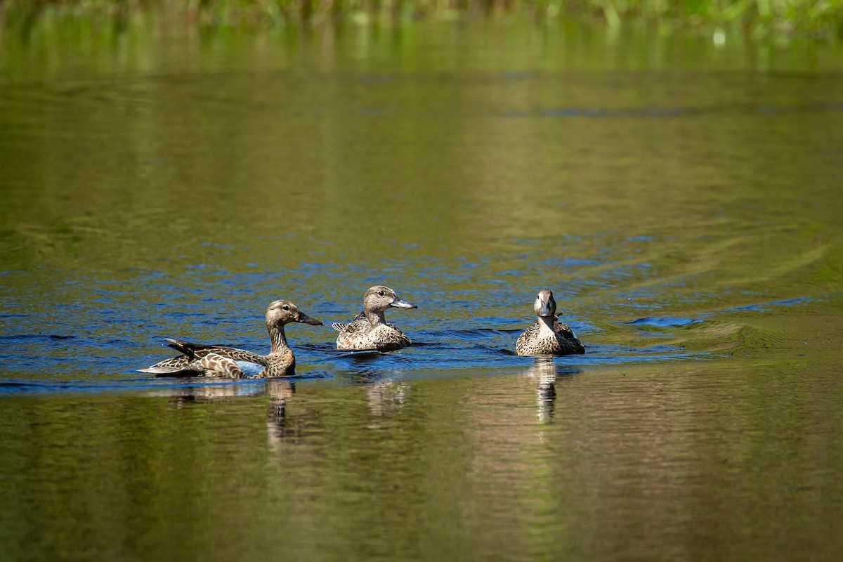 Чирянка блакитнокрила - ML644817342