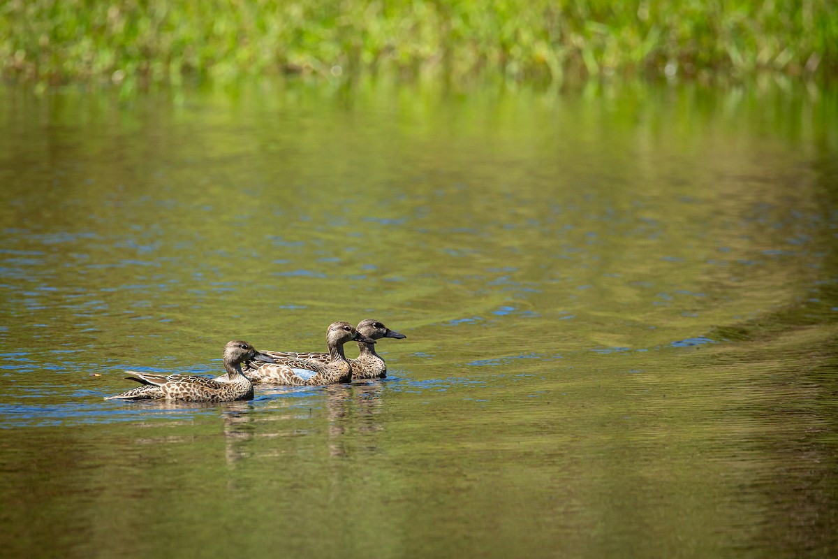 Чирянка блакитнокрила - ML644817350