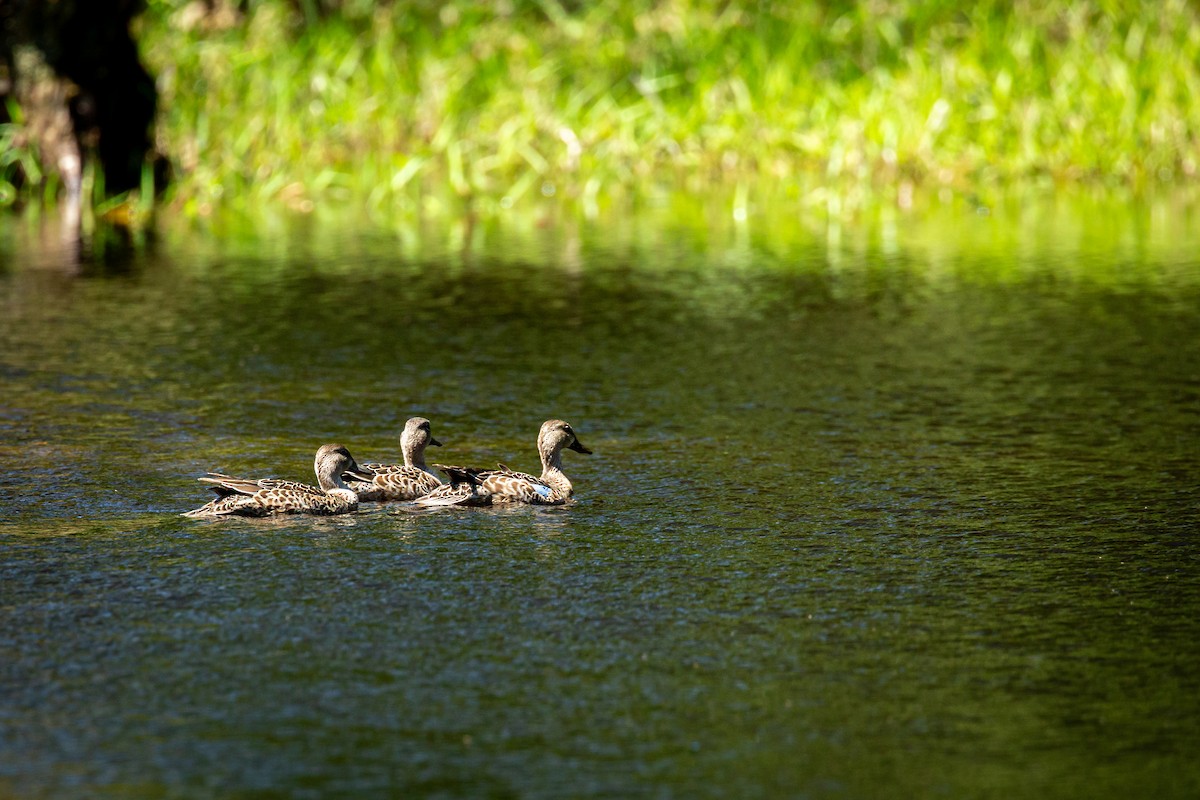 Чирянка блакитнокрила - ML644817351