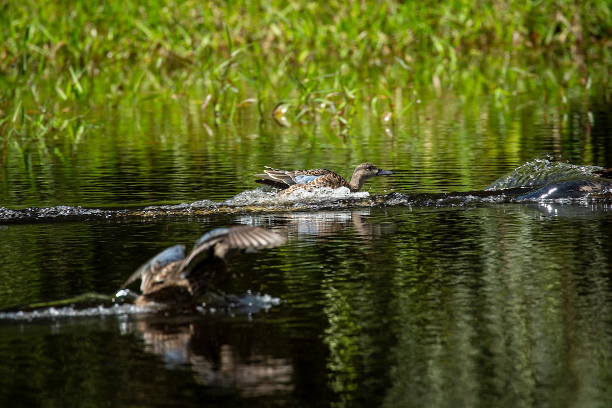 Чирянка блакитнокрила - ML644817352