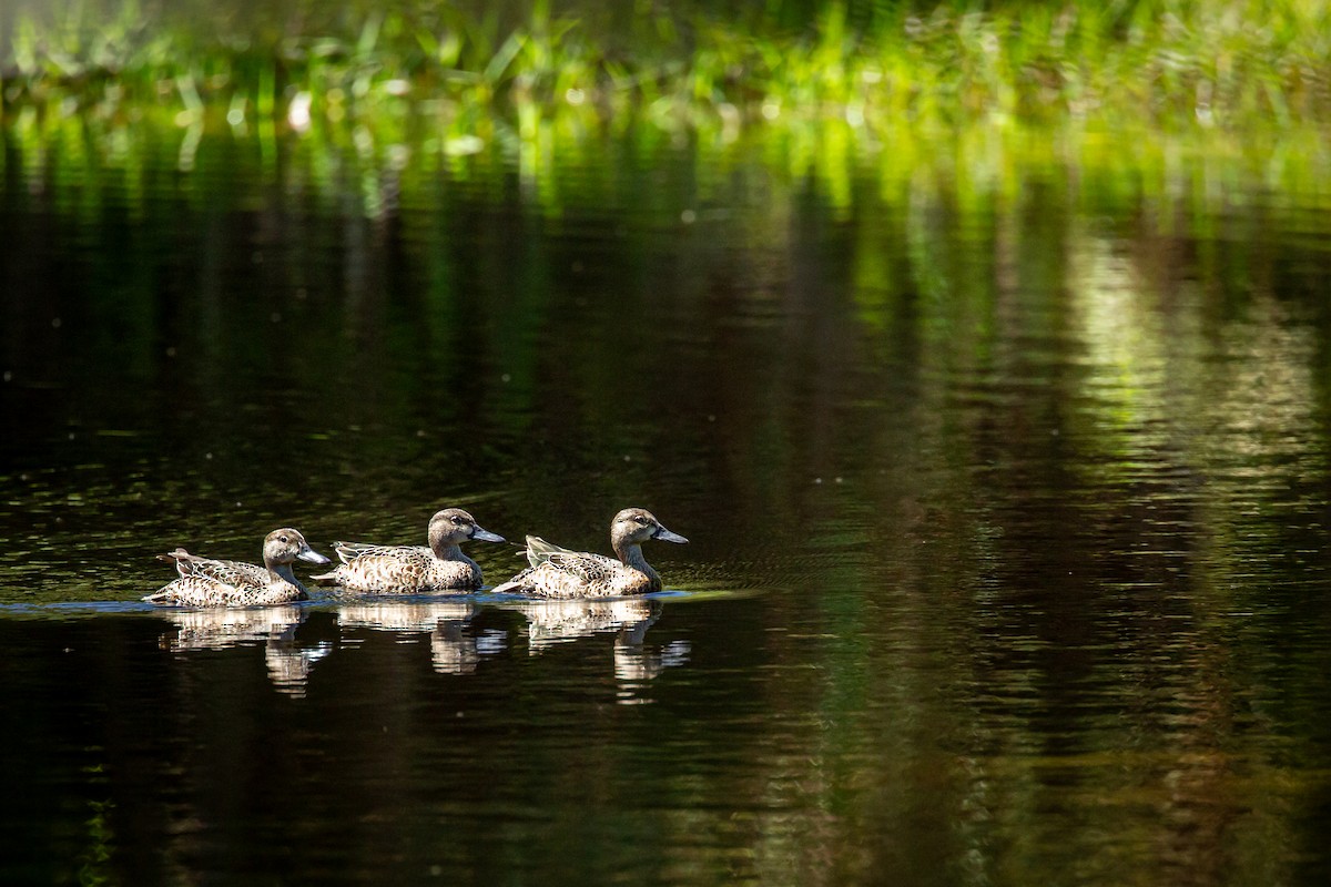 Чирянка блакитнокрила - ML644817353