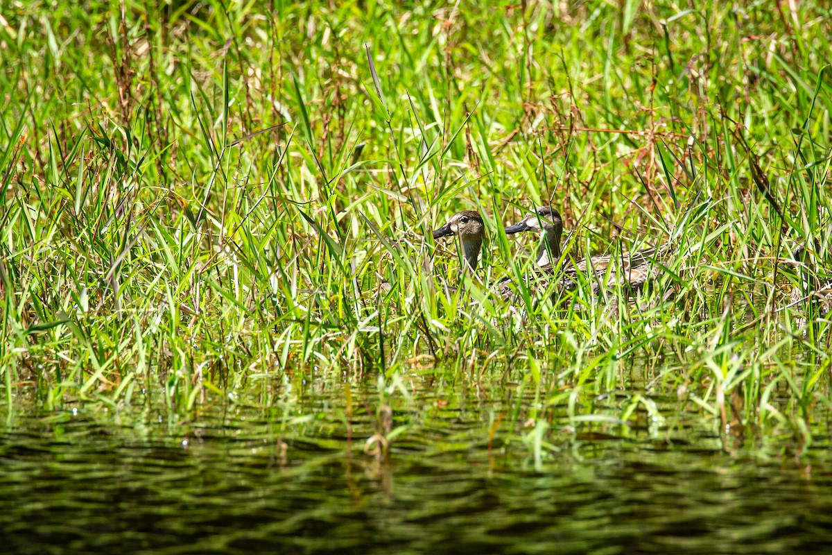 Чирянка блакитнокрила - ML644817354