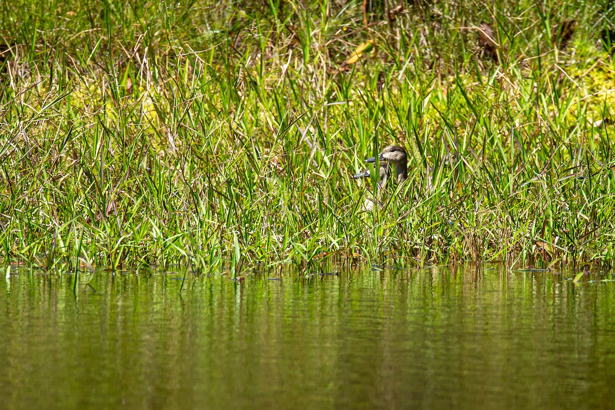 Чирянка блакитнокрила - ML644817355