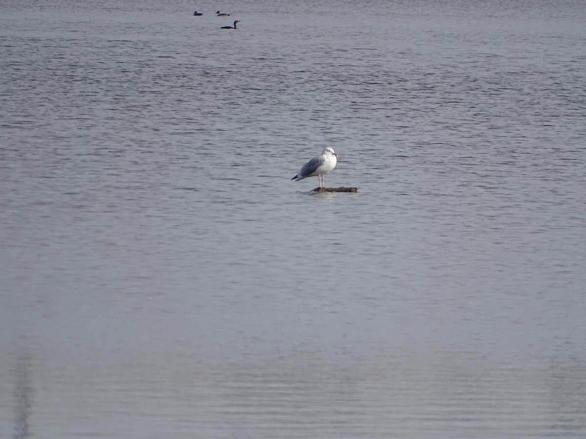 American Herring Gull - ML644817360