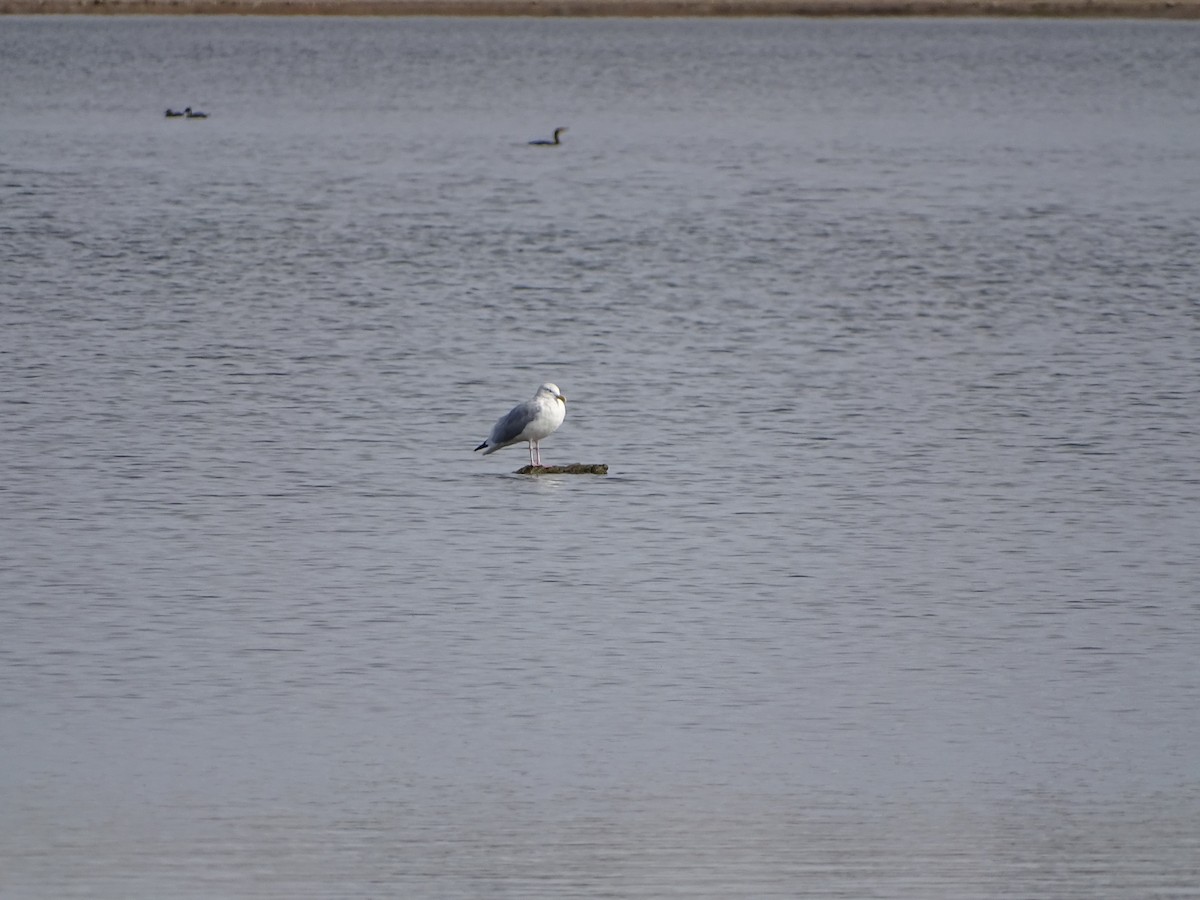 American Herring Gull - ML644817361