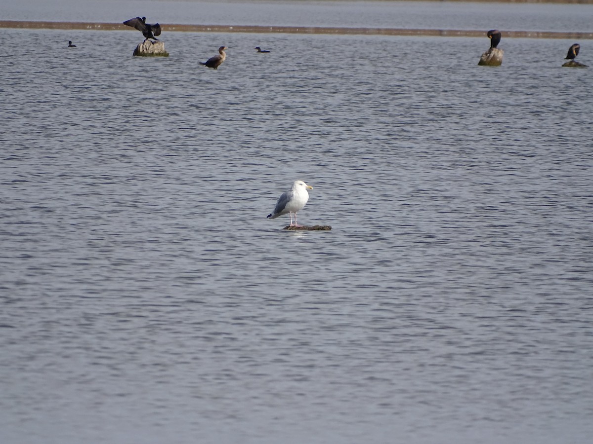 American Herring Gull - ML644817362
