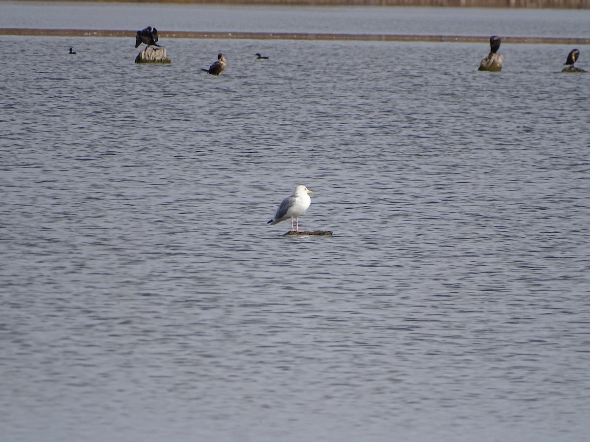 American Herring Gull - ML644817363