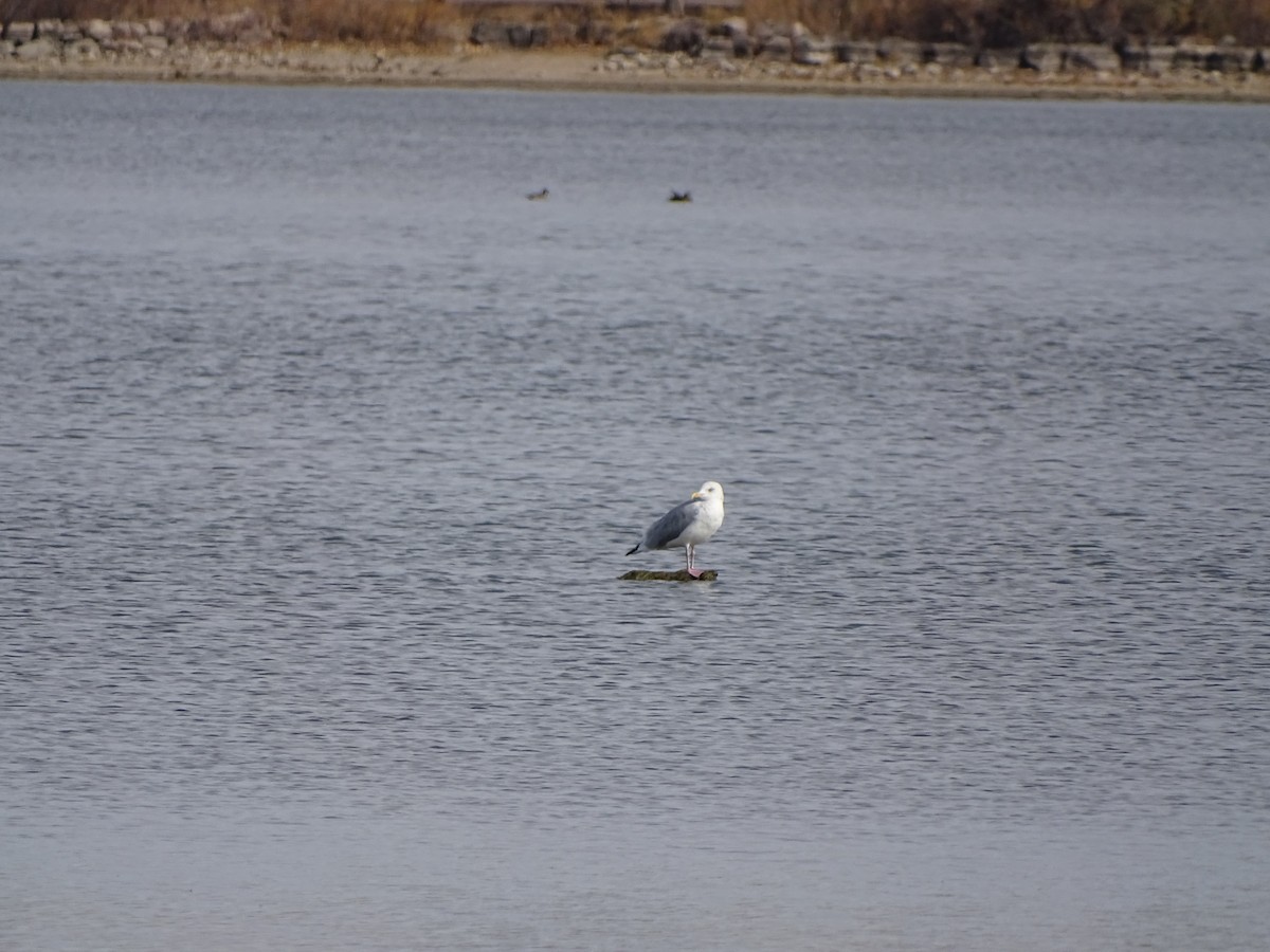 American Herring Gull - ML644817365