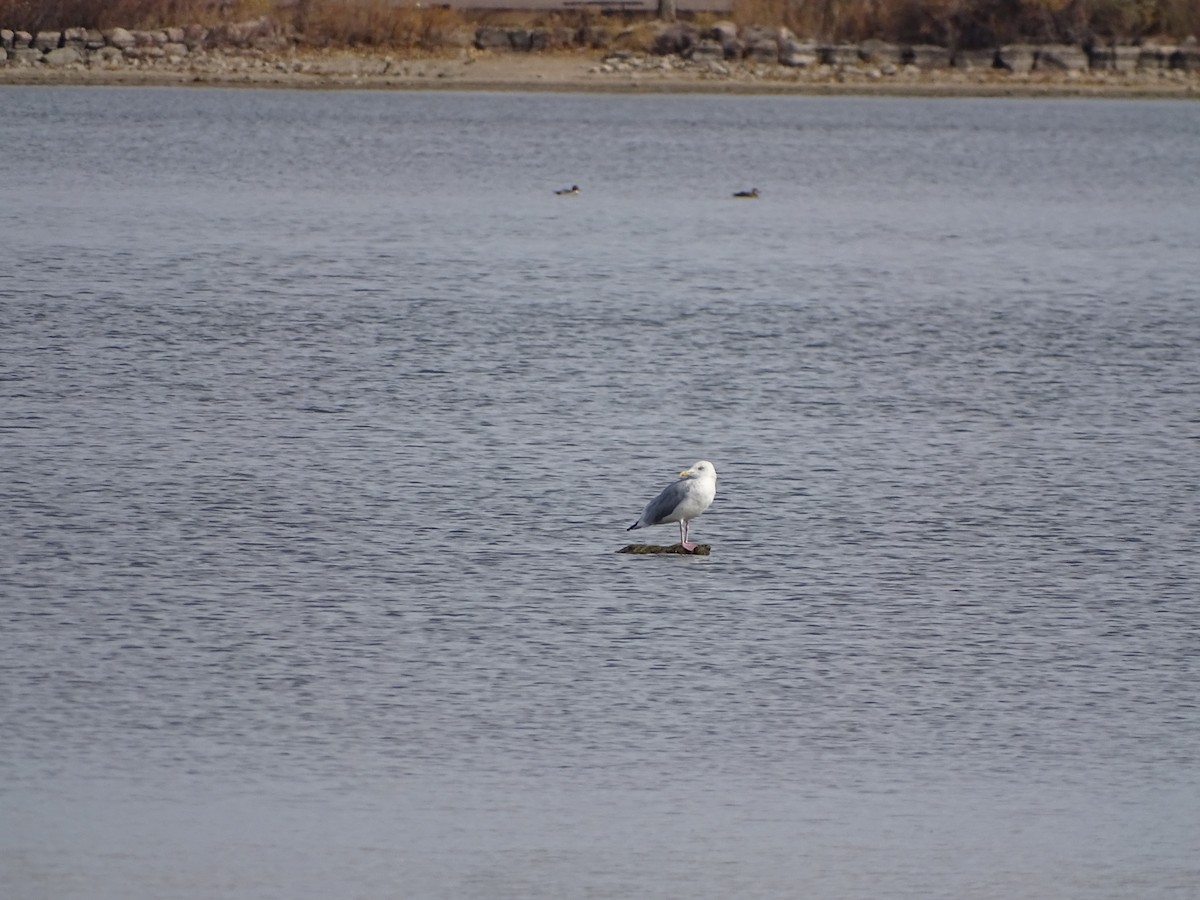 American Herring Gull - ML644817366