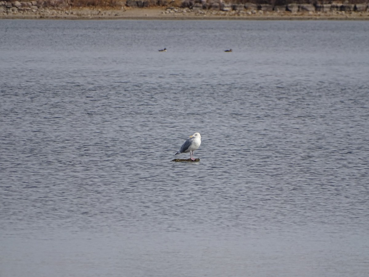 American Herring Gull - ML644817367