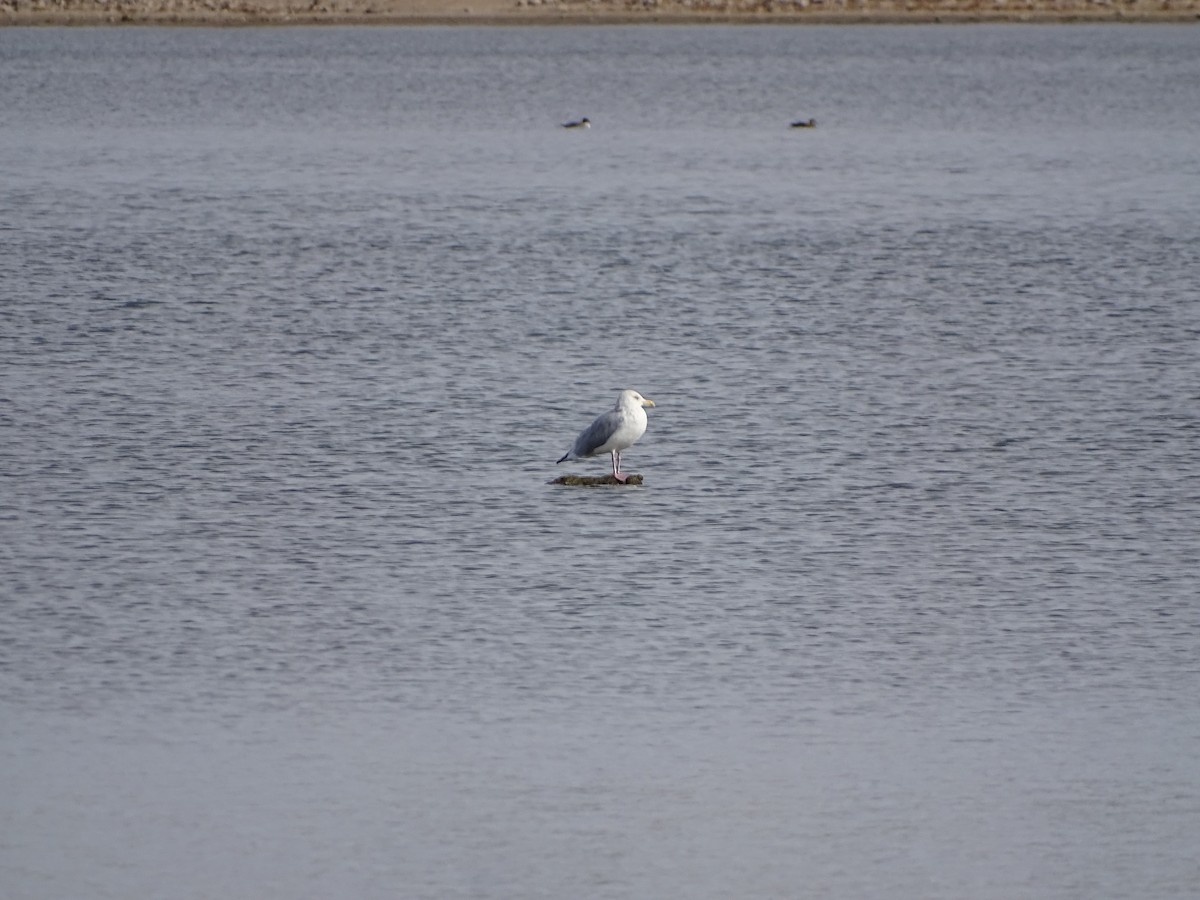 American Herring Gull - ML644817369