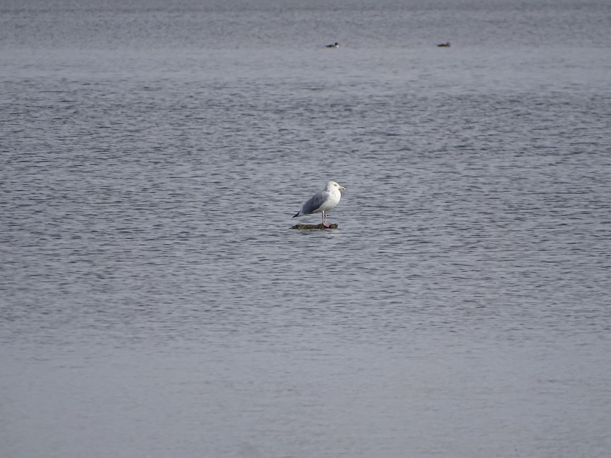 American Herring Gull - ML644817370