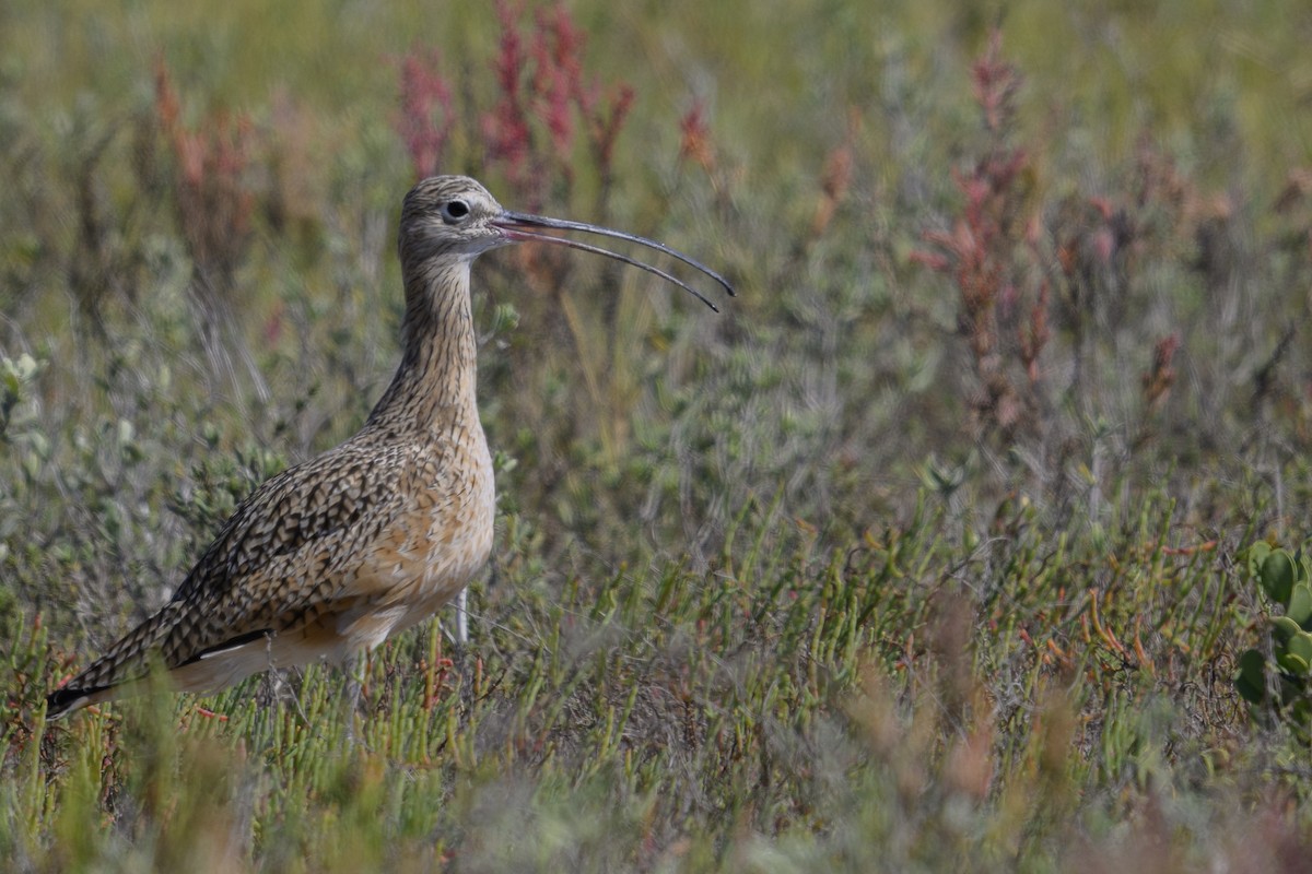 Long-billed Curlew - ML644817371