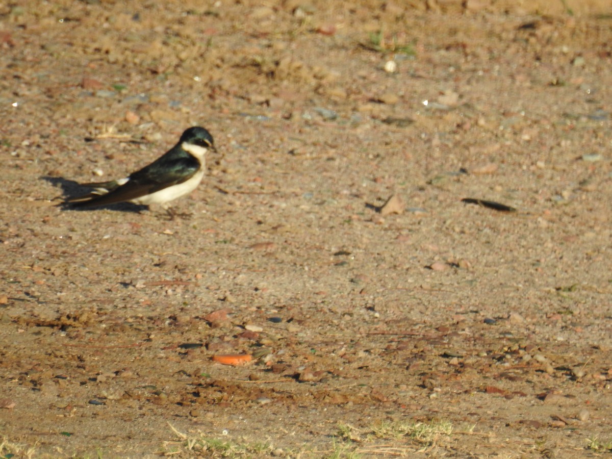 コシジロミドリツバメ - ML644817374