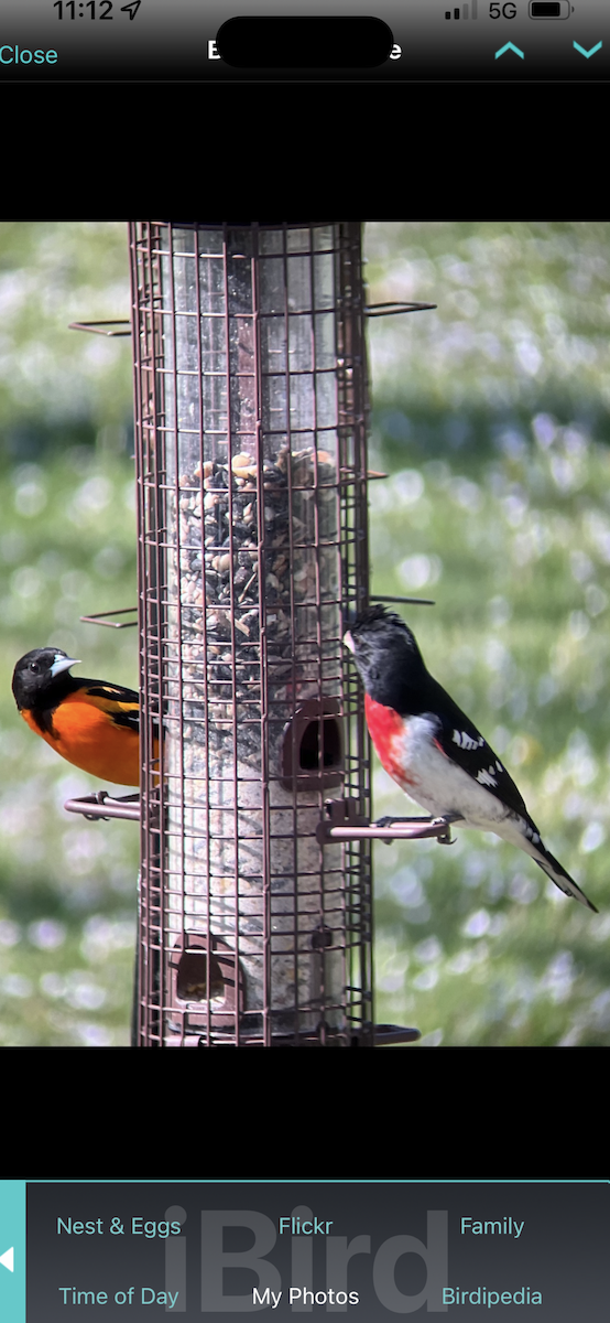 ボルチモアムクドリモドキ - ML644817375