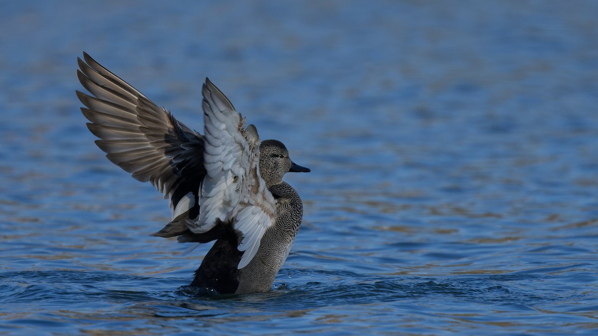 Серая утка - ML644817376