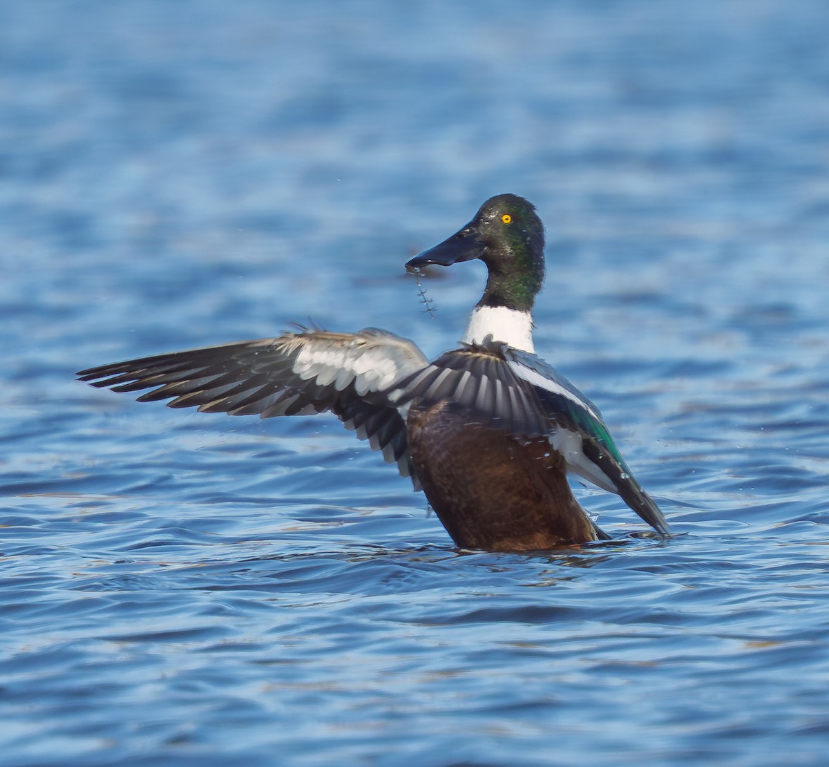 Northern Shoveler - ML644817377